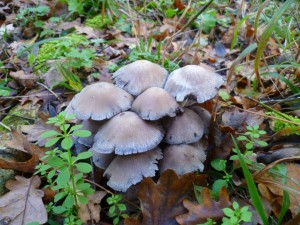 furfooz champignons